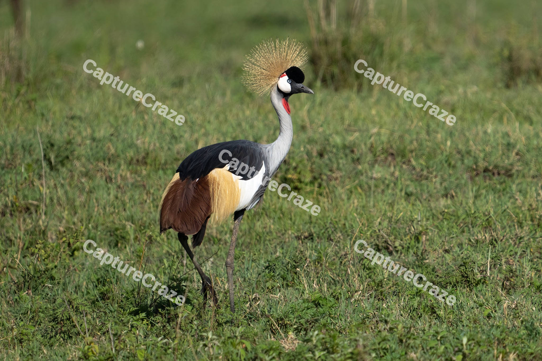 Grey Crowned Crane